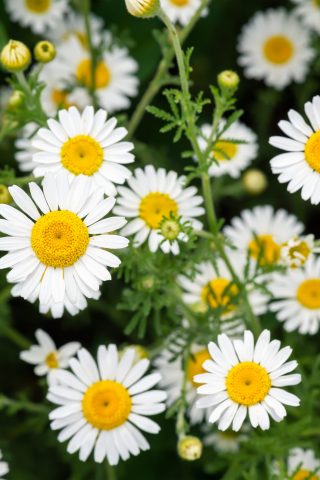 close up of daisy flowers