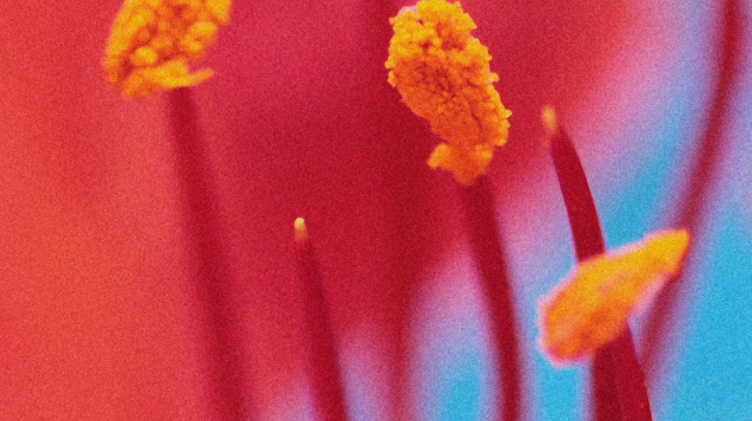 stamen and pistils on bright pink and blue background